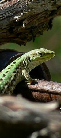 Žarko Baučić mlađi